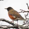 冬鳥八号はアカハラ