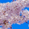 あと何回桜を見ることができるのだろう