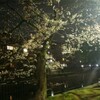 京都桜！今週末からが桜の見頃かな？