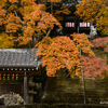 京都市内紅葉の旅　後編