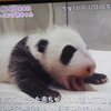 《祝》アドベンチャーワールドでパンダの赤ちゃんが生まれました‼【パンダ写真】