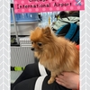2024年最大の試練★犬連れ一時帰国その４：チェックインカウンターでのトラブル