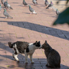 近隣繁華街のねこさん