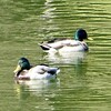 小春日和の森林公園