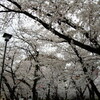  桜が見ごろ