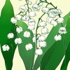 lily of valleyすずらん