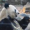 お正月から上野動物園