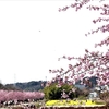 浜ちゃん日記     東大山の河津桜満開