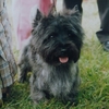 CAIRN TERRIER