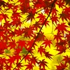 紅葉の錦