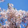 今年の桜