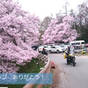 　　天下一番の桜「高遠城址公園」へ　🌸