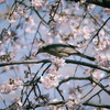 大寒桜と鵯