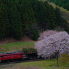 満開の桜と東北本線を北上するED75-757牽引のホキ工臨返空を撮る！