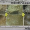  辺野古埋め立て予定地で希少サンゴ 新たに発見 - NHK(2017年11月14日)
