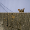 近隣住宅街のねこさん