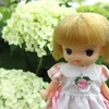 ミルクちゃんと紫陽花