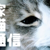 家猫通信（Enty）