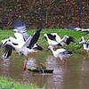 コウノトリ　餌求め強烈なバトル　豊岡・郷公園