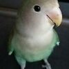 コザクラインコ