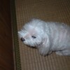 過去の写真より8