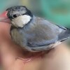 うつ病ニャンコの為に…