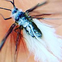 雪虫とは 動植物の人気 最新記事を集めました はてな