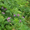 履歴稿　北海道似湾編 　古雑誌と次郎　7の4