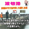 アオリイカ泳がせ釣り、マル秘仕掛け、マル秘釣り