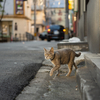 近隣繁華街のねこさん