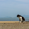 隣県東部離島のねこさん