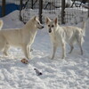 犯人は誰だ？