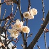 庭の桜咲く🌸