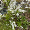 4月中旬、庭の様子