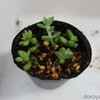 新玉つづり植え替え、メビナ植え替え他