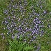 Ajuga pygmaea