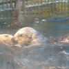 手渡しラッコシリーズ 2015.0901配信【Feeding Each Other Sea Otters Besides by hand!!】神戸須磨海浜水族園ラッキー君ちょっと乱暴におねだり明日香ちゃん仕方なく!!