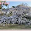 京の花見散歩 京都御所近衛邸跡の糸桜2023