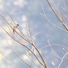 ヒタキサンショウクイ Bar-winged Flycatcher-shrike