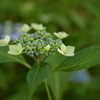 紫陽花を見に行ったけど.....