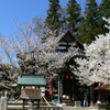 快晴の空の下２年振りに見る薄墨桜