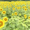 🌻 搾油用ひまわり「春りん蔵」が満開になりました！