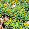 【Today's English】Is it the flowers or the sumo wrestlers that make the shot?