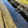 用水路に張られた蜘蛛の巣の発見：夏休みの自由研究アイデア