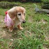 老犬ホームあん｜新人さん イブ＾＾