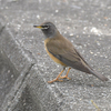 西部運動公園の野鳥その４（２０１９　０４１４）