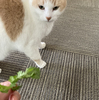 春の美味しい