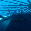 シンガポール旅行記#6 水族館はやっぱ日本だよね編