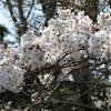 蓮華寺池公園、今年の桜は？