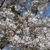 近所の公園の桜